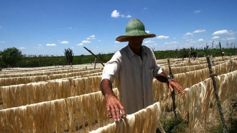 Empresa baiana é condenada a pagar R$ 1 milhão por consumir material produzido com trabalho escravo