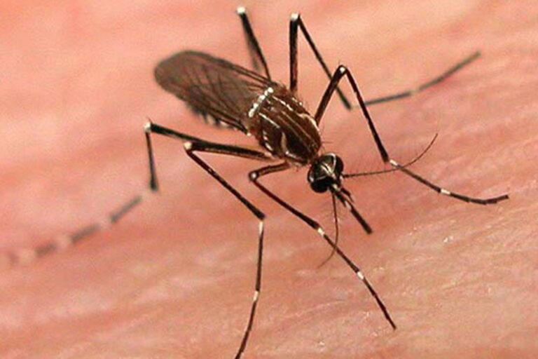 Após Carnaval, ação de combate ao Aedes Aegypti é realizada nos circuitos de Salvador