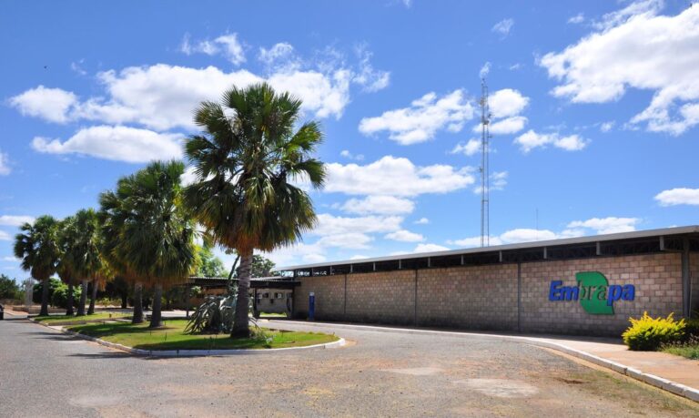 Sem-terra ocupam fazenda pertencente à Embrapa Semiárido