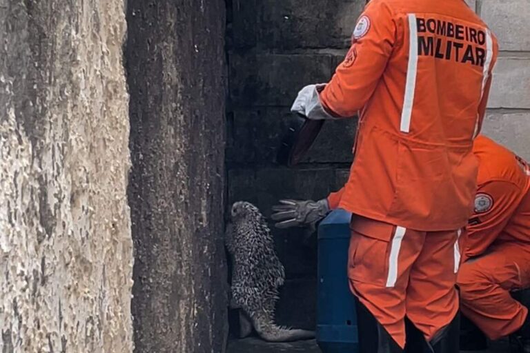 Porco-espinho é capturado por bombeiros de Senhor do Bonfim