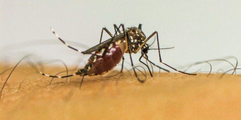 Brasil ultrapassa 1 milhão de casos prováveis de dengue em 2025