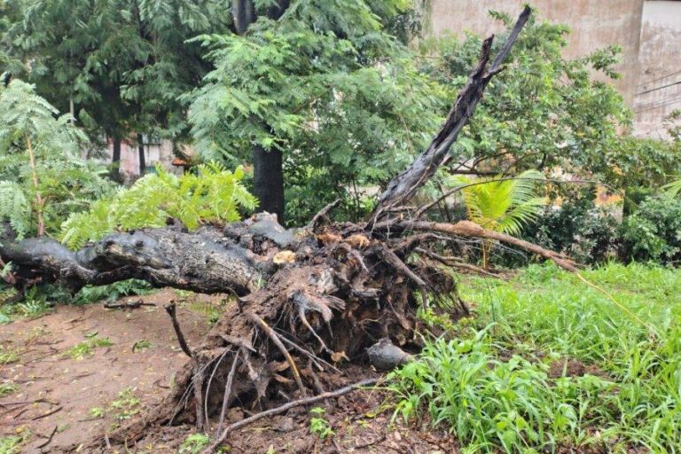 Árvore Caída Bloqueia Rua Em Mussurunga E Moradores Cobram Ação Das Autoridades