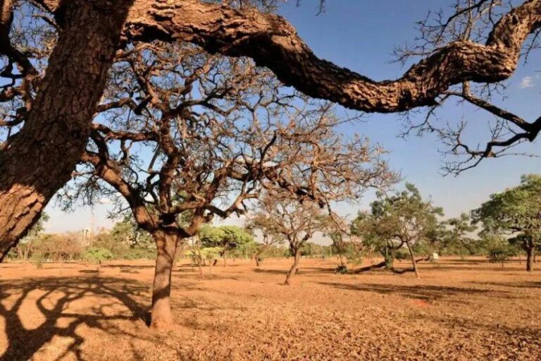 Nordeste Enfrenta Pior Cenário De Seca Do País, Aponta Relatório Da ANA