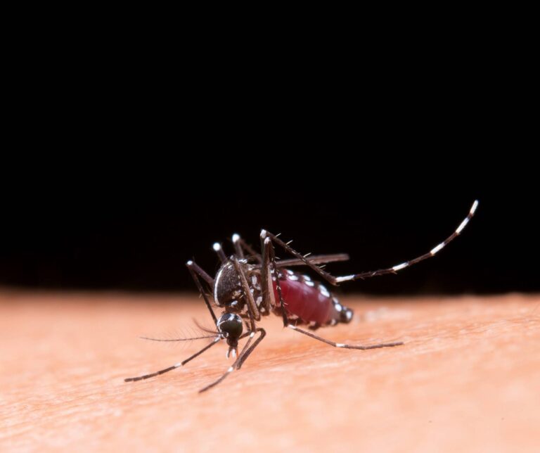 Bahia Registra Queda De Mais De 90% Nos Casos De Dengue, Chikungunya E Zika Em 2025