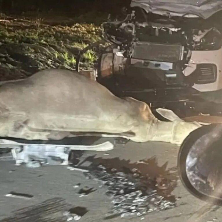 Carro Fica Destruído Após Atingir Boi Em Avenida Movimentada De Feira De Santana