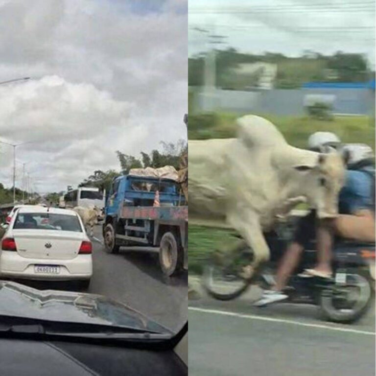 Boi Invade BR-324, Derruba Casal De Moto E Assusta Motoristas Em Valéria