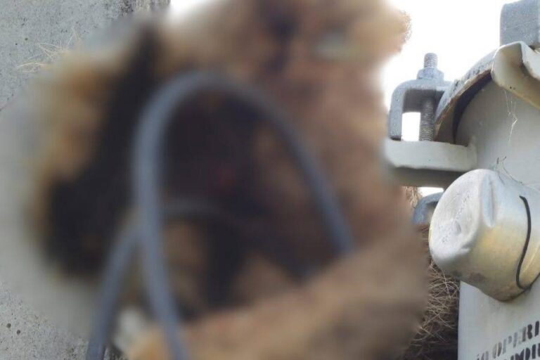 Preguiça-de-coleira Morre Eletrocutada Em Transformador Na Praia Do Forte