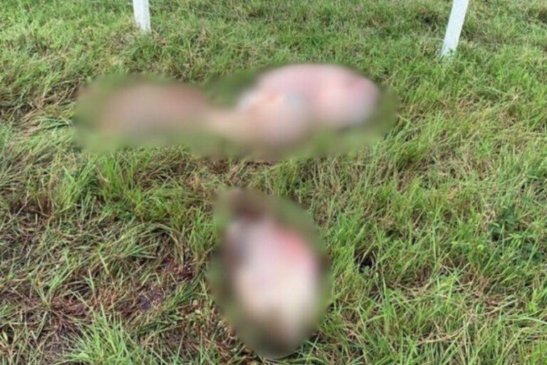 Crime Brutal: Sete Bois São Mortos E Partes São Deixadas Em Fazenda Baiana