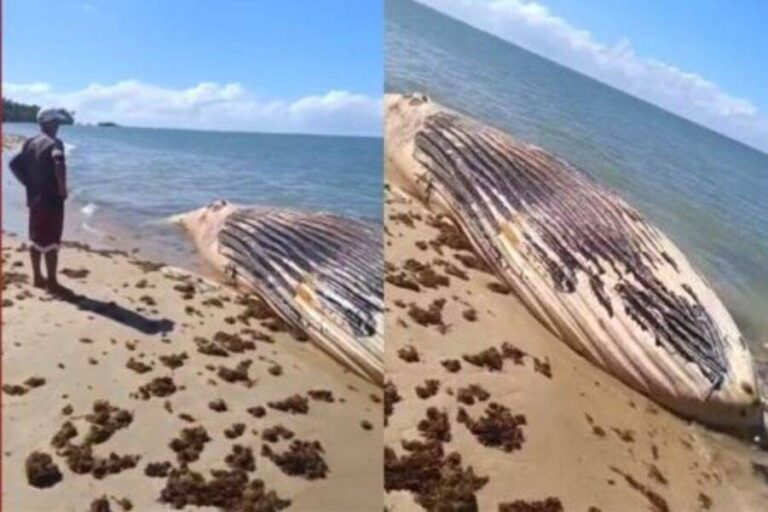 Baleia-jubarte é Encontrada Morta No Sul Da Bahia