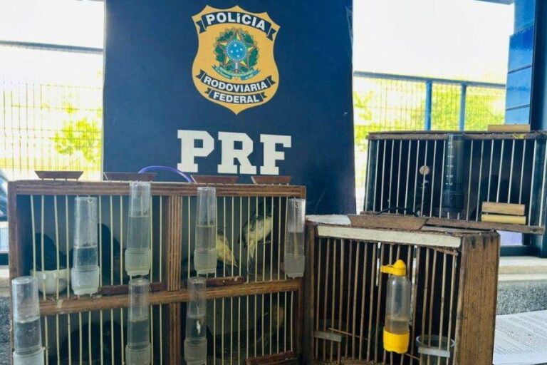 PRF Resgata 14 Aves Silvestres Em ônibus Fiscalizado Na BR-116