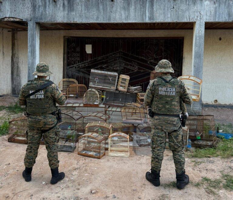 PM Resgata Aves Silvestres E Prende Suspeitos Em Bairros De Salvador