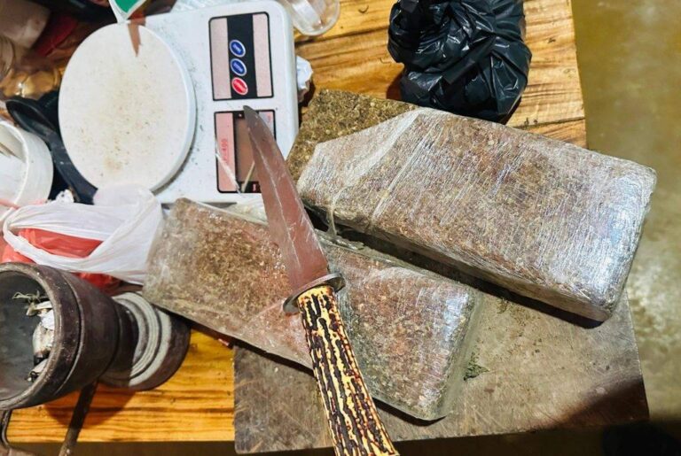 Polícia Militar Encontra Plantação De Maconha Em Povoado De Itiruçu