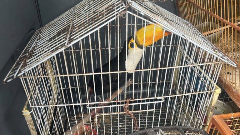 PM Resgata Aves Silvestres Mantidas Em Cativeiro Em Feira De Santana