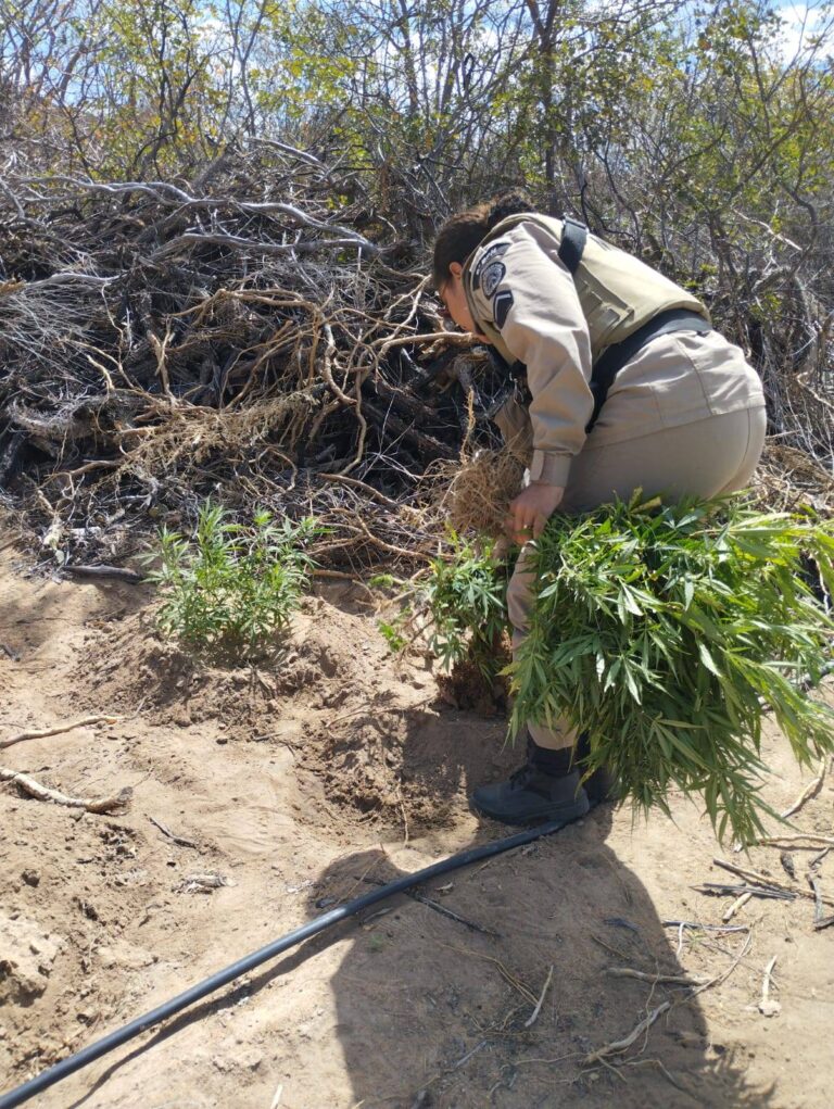 Polícia Apreende Mais De 26 Kg De Drogas Em Eunápolis
