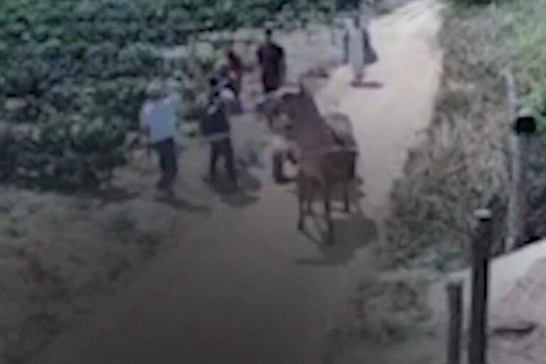 Homem é Morto A Pauladas Em Disputa Por Herança Na Bahia