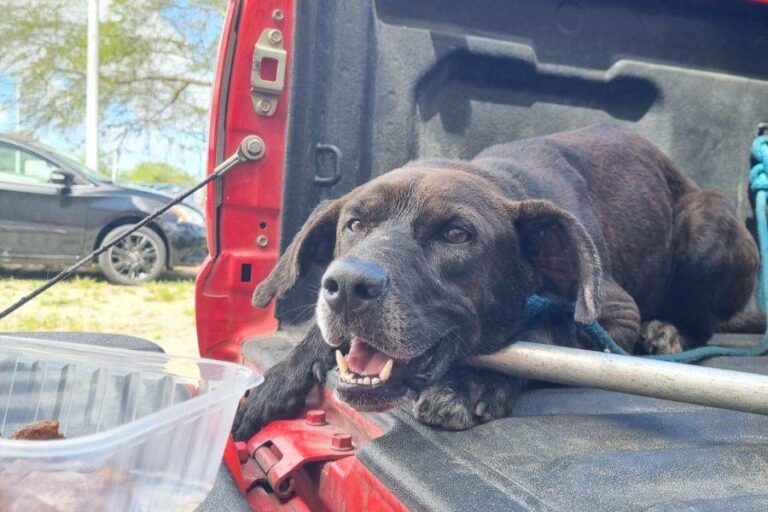 Cachorro é Resgatado Dentro De Córrego Em Salvador
