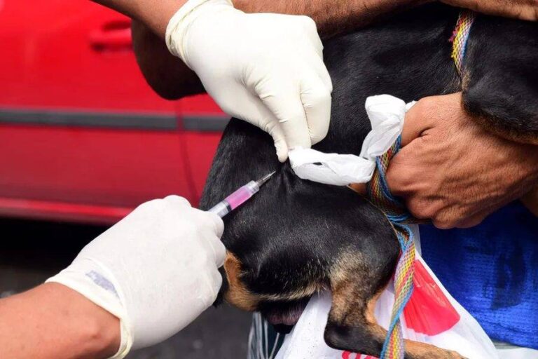 Vacinação Antirrábica: Salvador Imuniza 81 Mil Animais E Reforça Convocação A Tutores