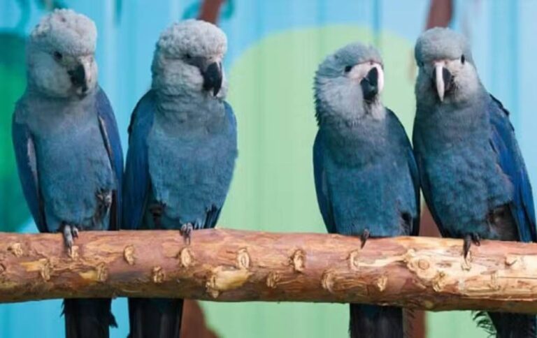 Surto De Circovírus Ameaça Ararinhas-azuis Reintroduzidas Na Natureza; Entenda