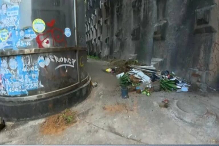 Sete Gatos São Abandonados Mortos Em Local Público De Salvador