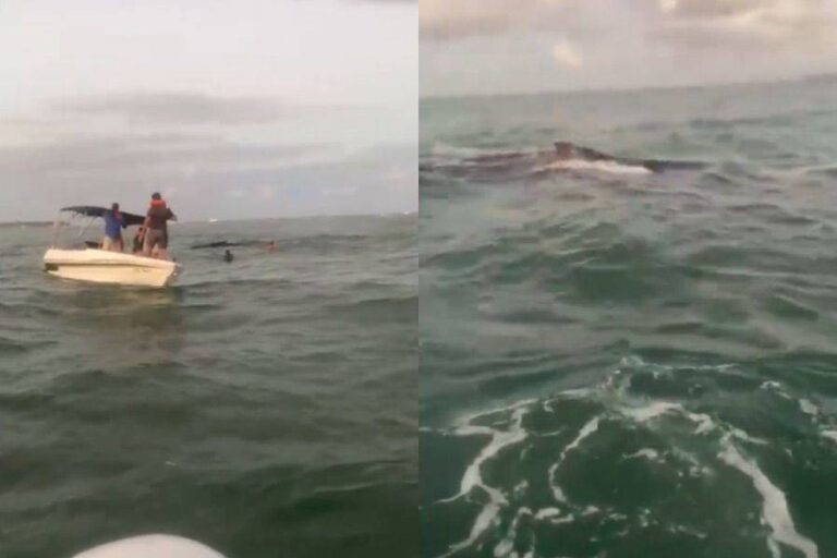 Baleia é Resgatada De Rede De Pesca E Devolvida Ao Mar Em Barra Grande