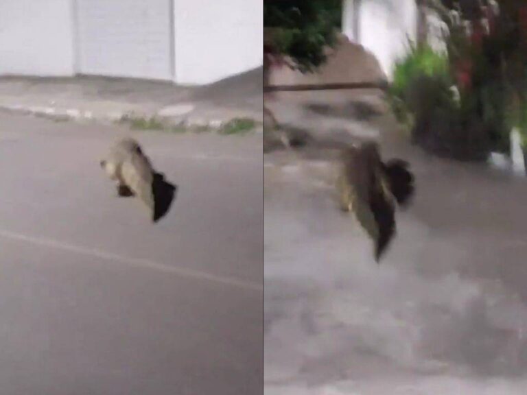 Jacaré é Flagrado Andando Por Rua De Santo Estêvão E Surpreende Moradores