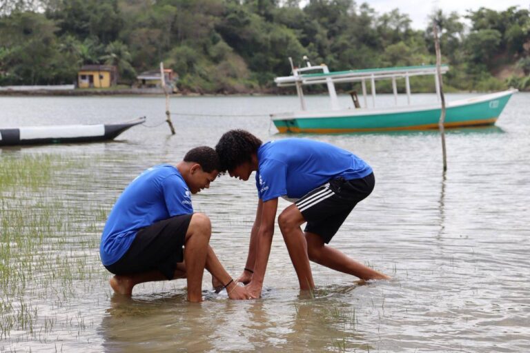 Projeto Promove Replantio De Mangue Em Candeias