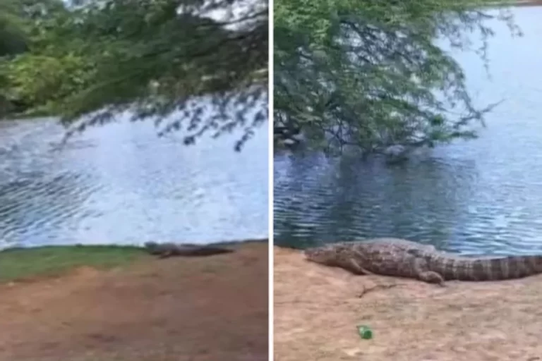 Dez Jacarés-de-papo-amarelo São Vistos às Margens De Lagoa No Sudoeste Da Bahia