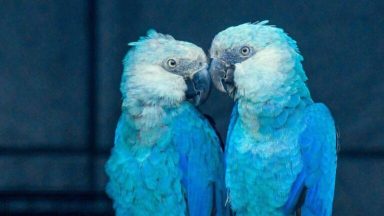 Criadouro Ararinha-azul Rebate Acusações De Falhas Em Biossegurança Feitas Pelo ICMBio