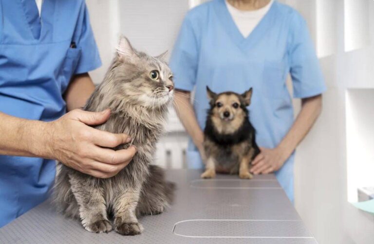 Vacinação Antirrábica Supera Meta E Alcança Mais De 100% Em Salvador