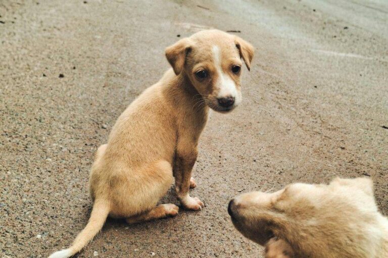 Após 20 Anos, Salvador Registra Caso De Raiva Animal