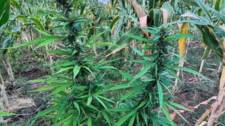 Polícia Militar Destrói Cerca De 22 Mil Pés De Maconha Em Operação No Norte Da Bahia