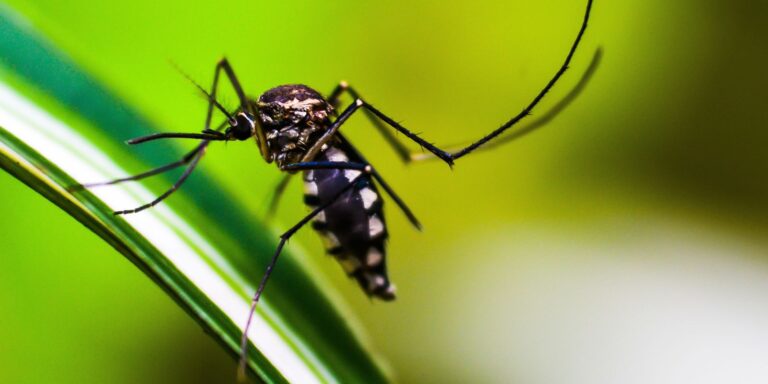 Startup cria tecnologia 3D contra o mosquito Aedes aegypti