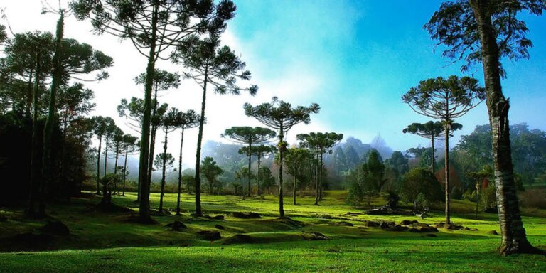 Em SC, safra do pinhão deve cair; dez mil famílias podem ser afetadas