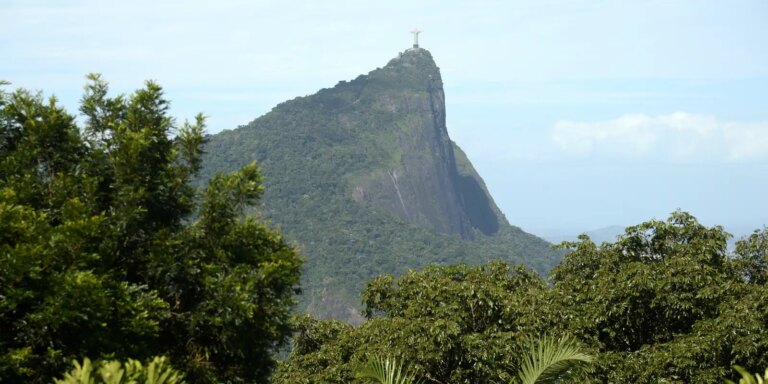 Estudo mostra o impacto das jaqueiras na Mata Atlântica