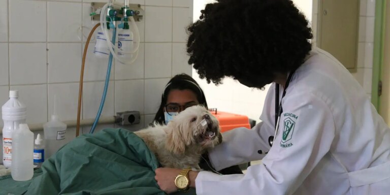 Exercício ilegal da medicina veterinária passa a ser crime