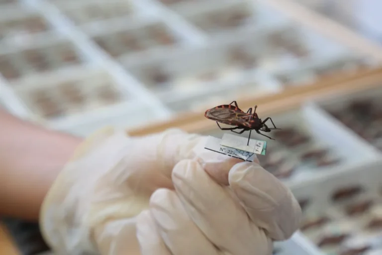Brasil Ganha Nova Opção De Tratamento Contra Doença De Chagas Infantil