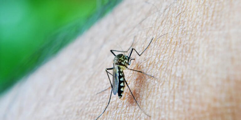 São Paulo registra mais de 58 mil casos de dengue e 42 mortes em 2026