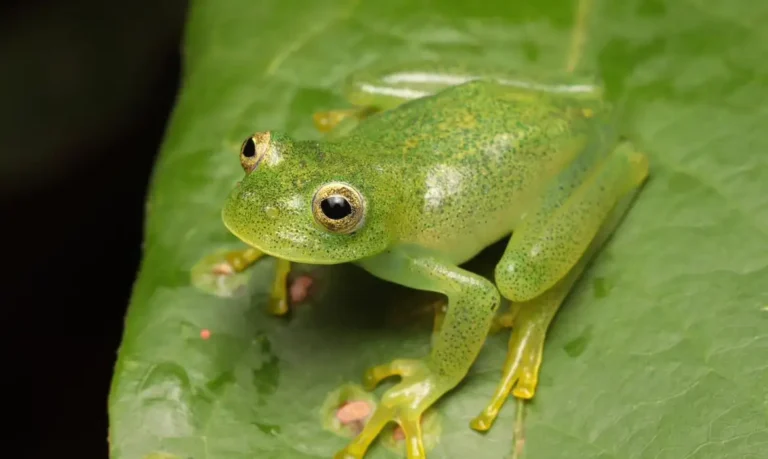 Rã De Pouco Mais De 2 Centímetros é Identificada Como Nova Espécie No Cerrado
